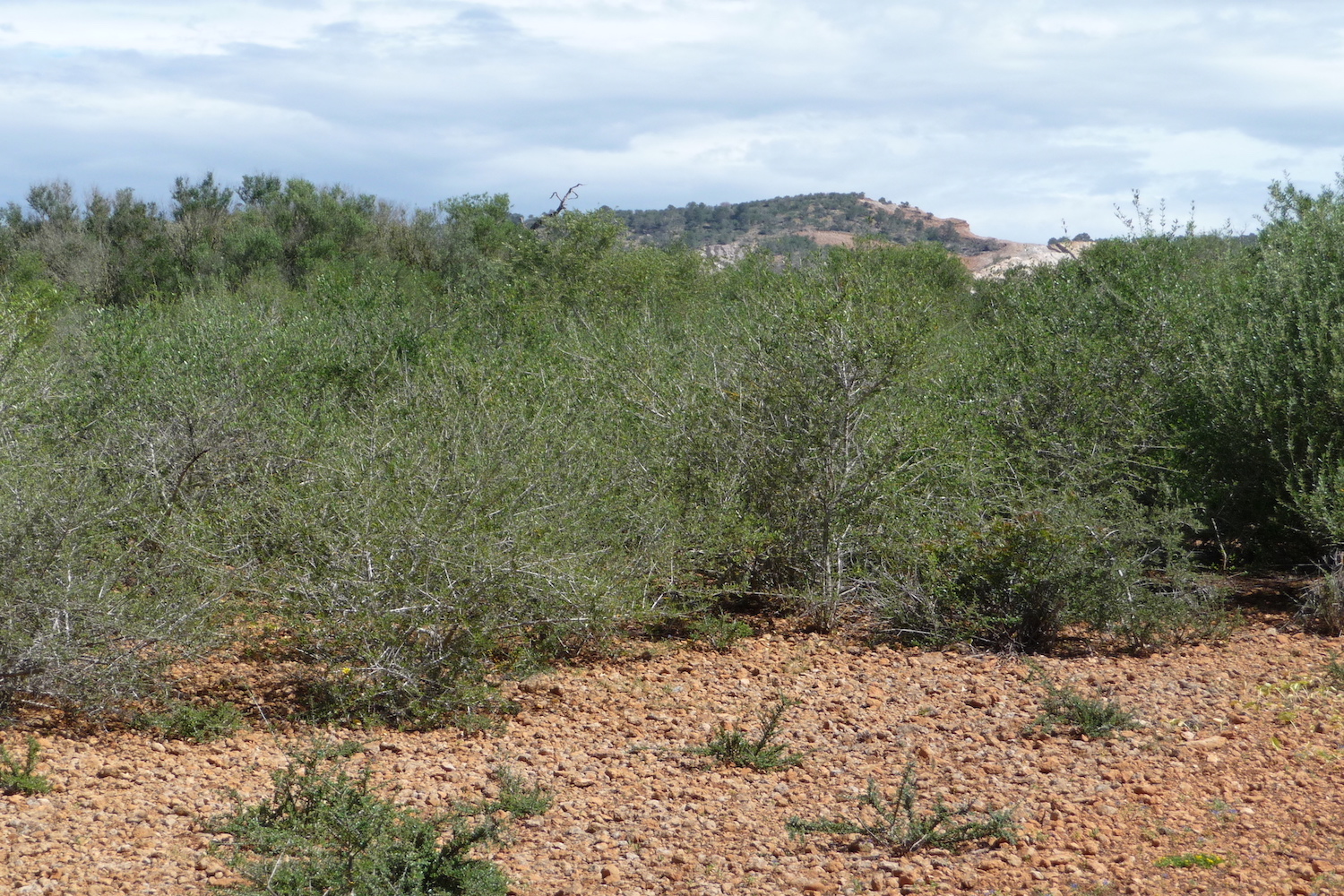 Parcela