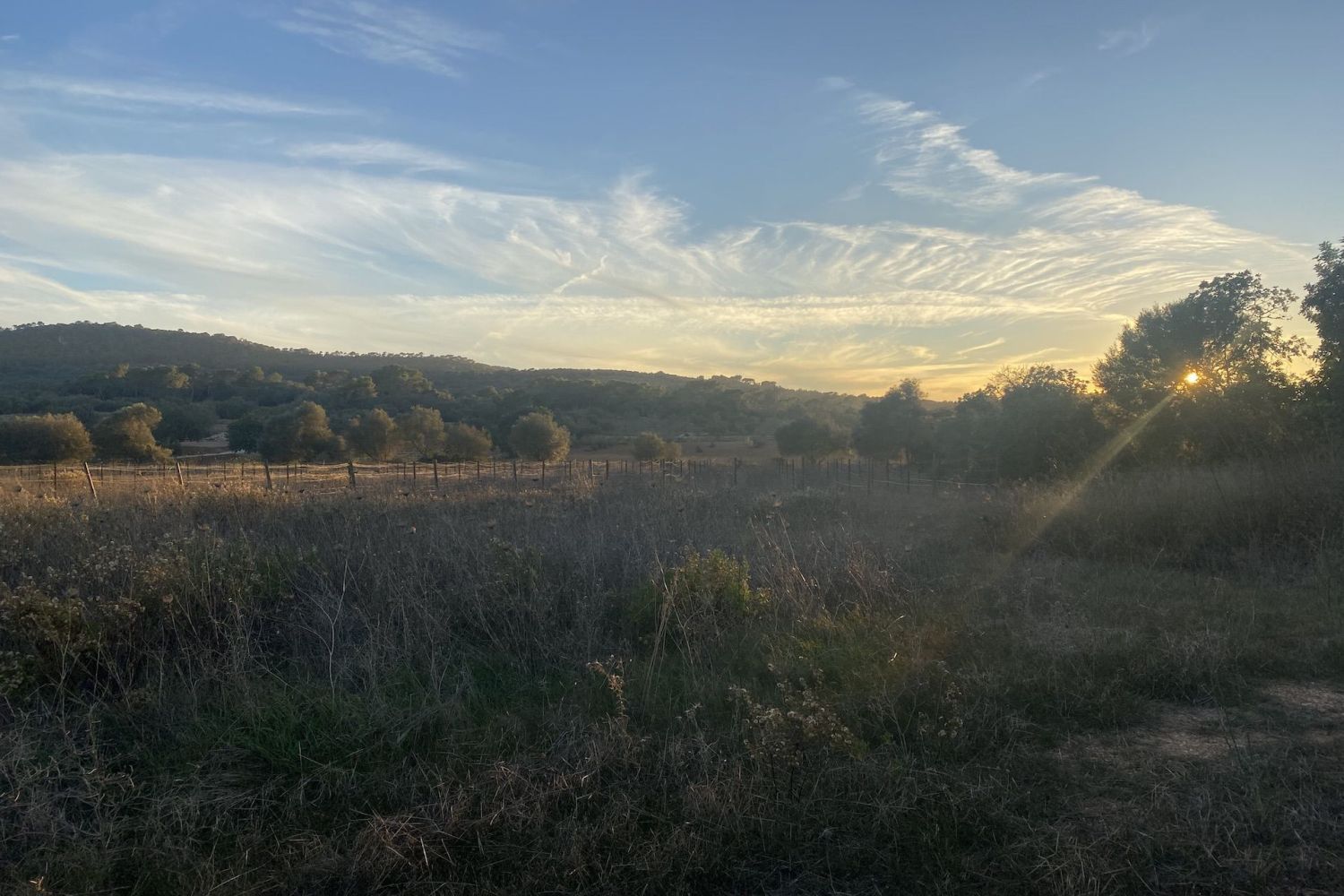 Vista de la parcela