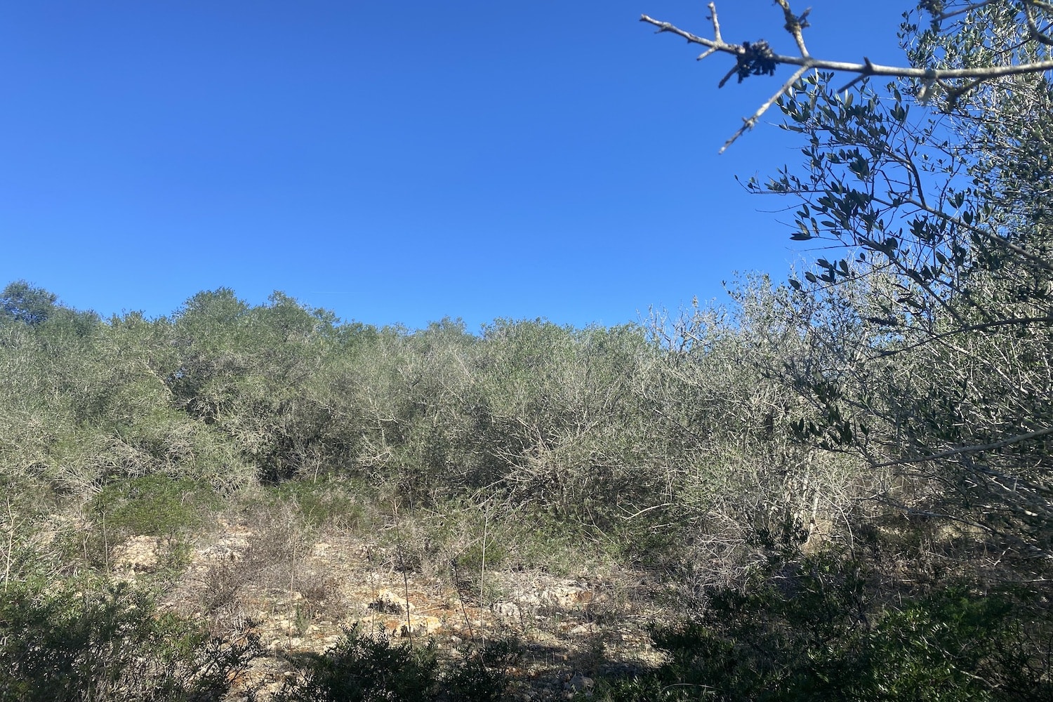 Tereno cerca de Palma