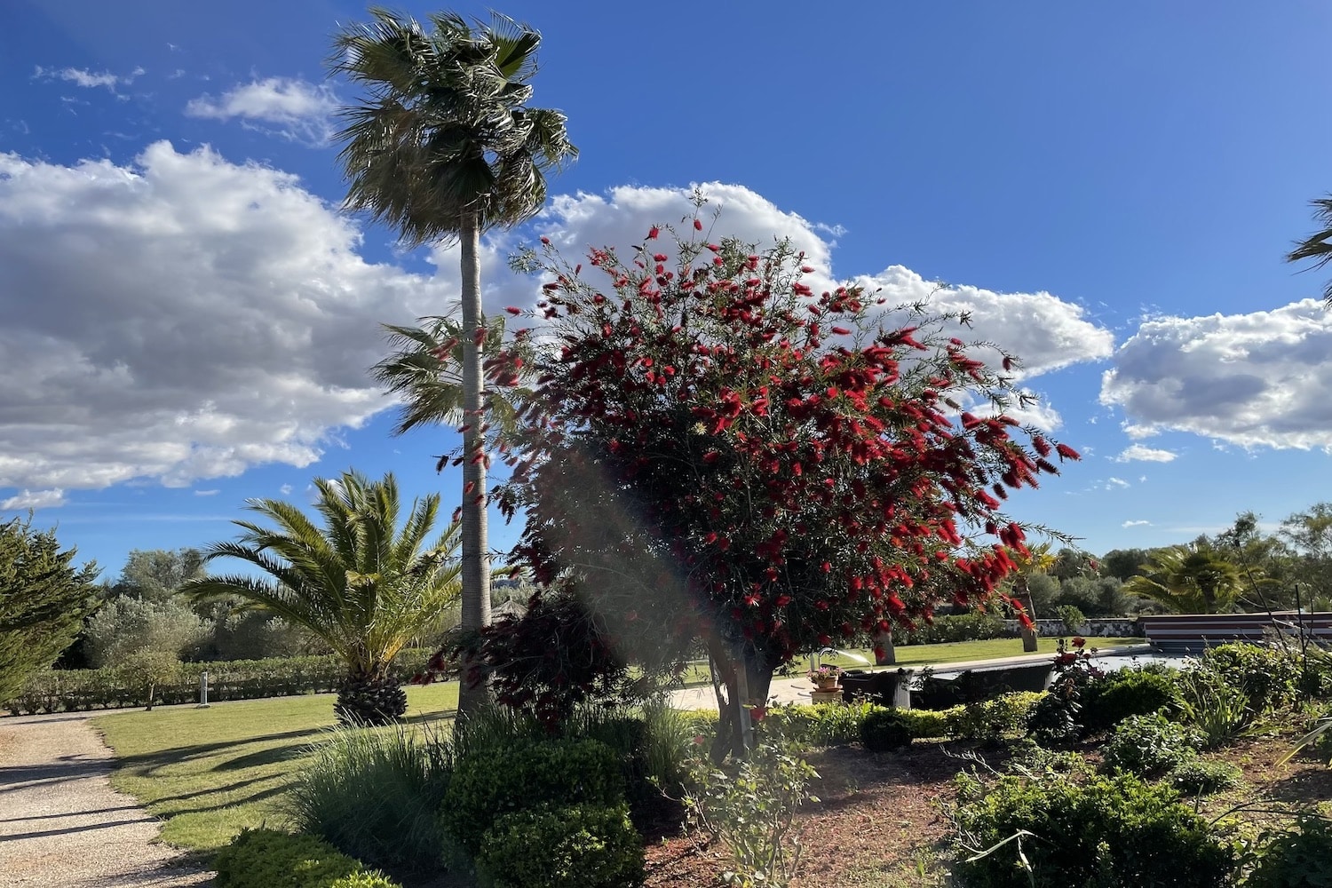Plantas mediterraneas
