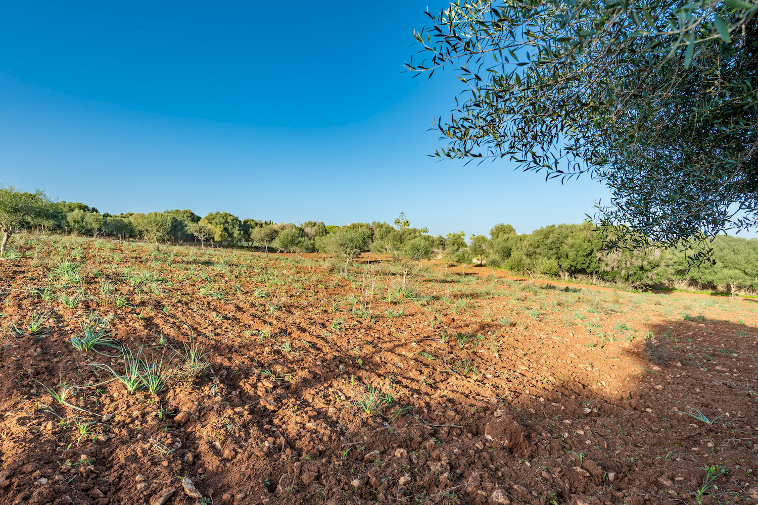 Terreno
