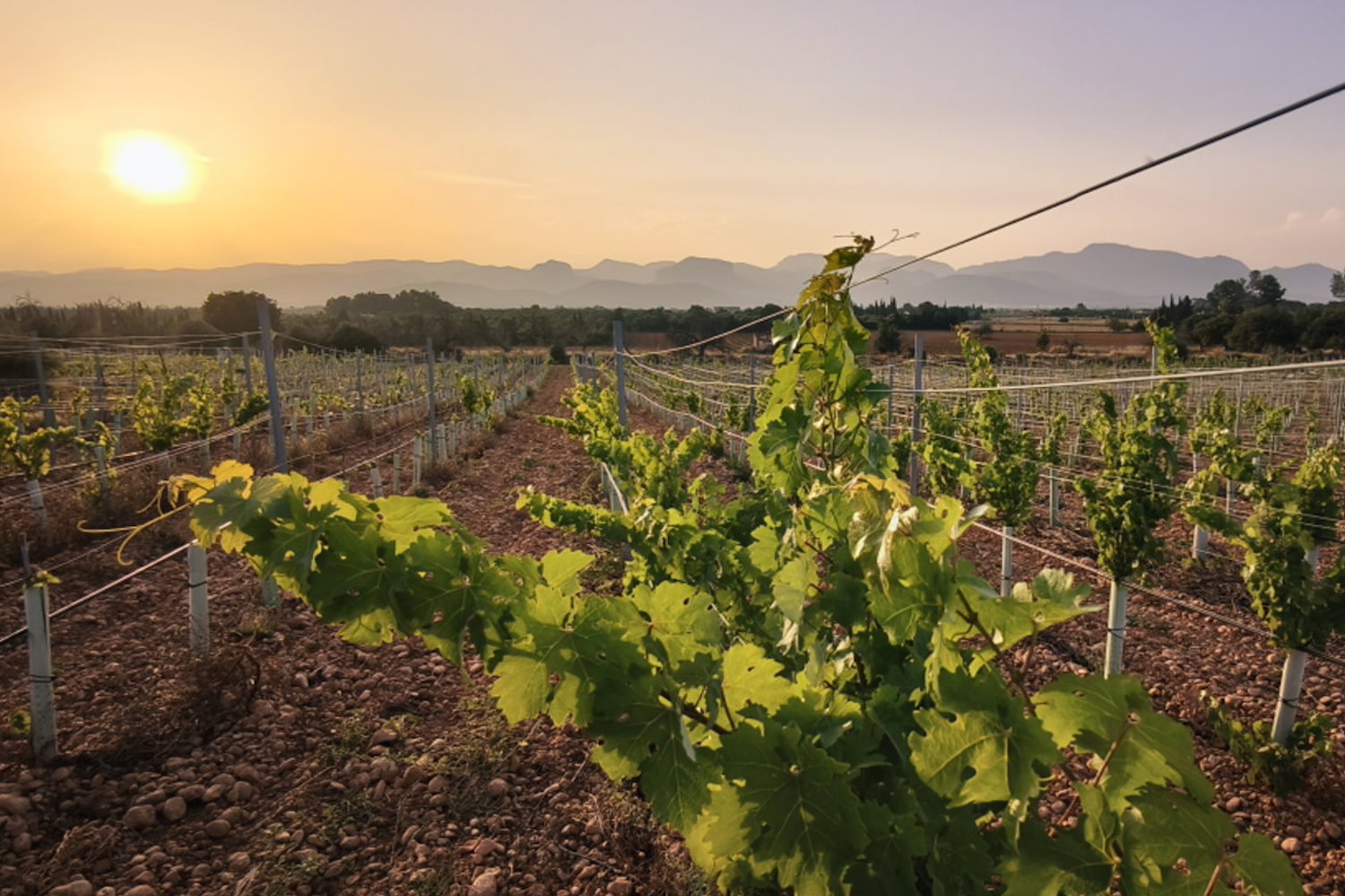Para los amantes del vino: finca con viñedo propio y vistas panorámicas a la Sierra de Tramuntana